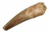 Baby Spinosaurus Tooth - Real Dinosaur Tooth #204313-1
